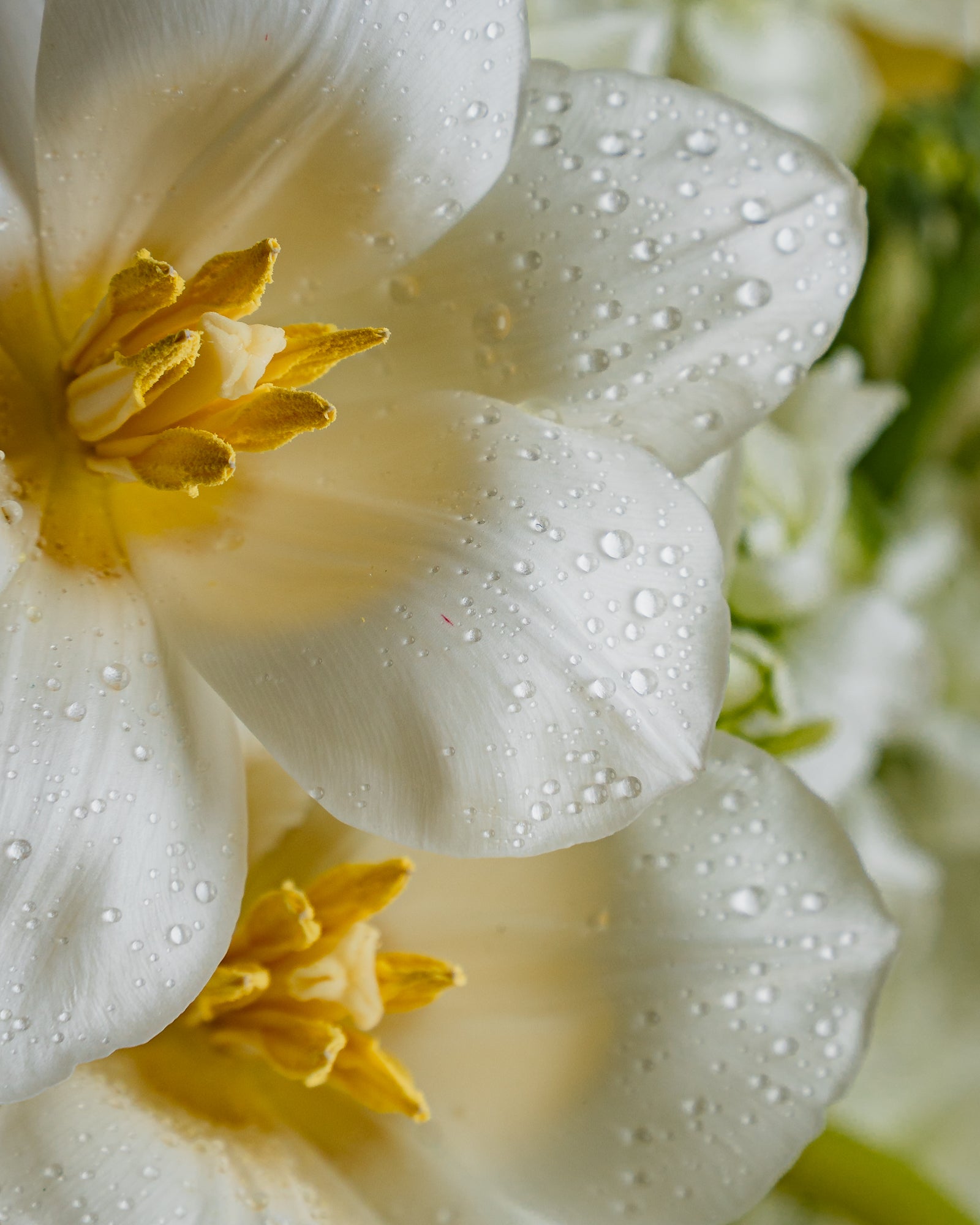 Stunning Yellow Flower Arrangement