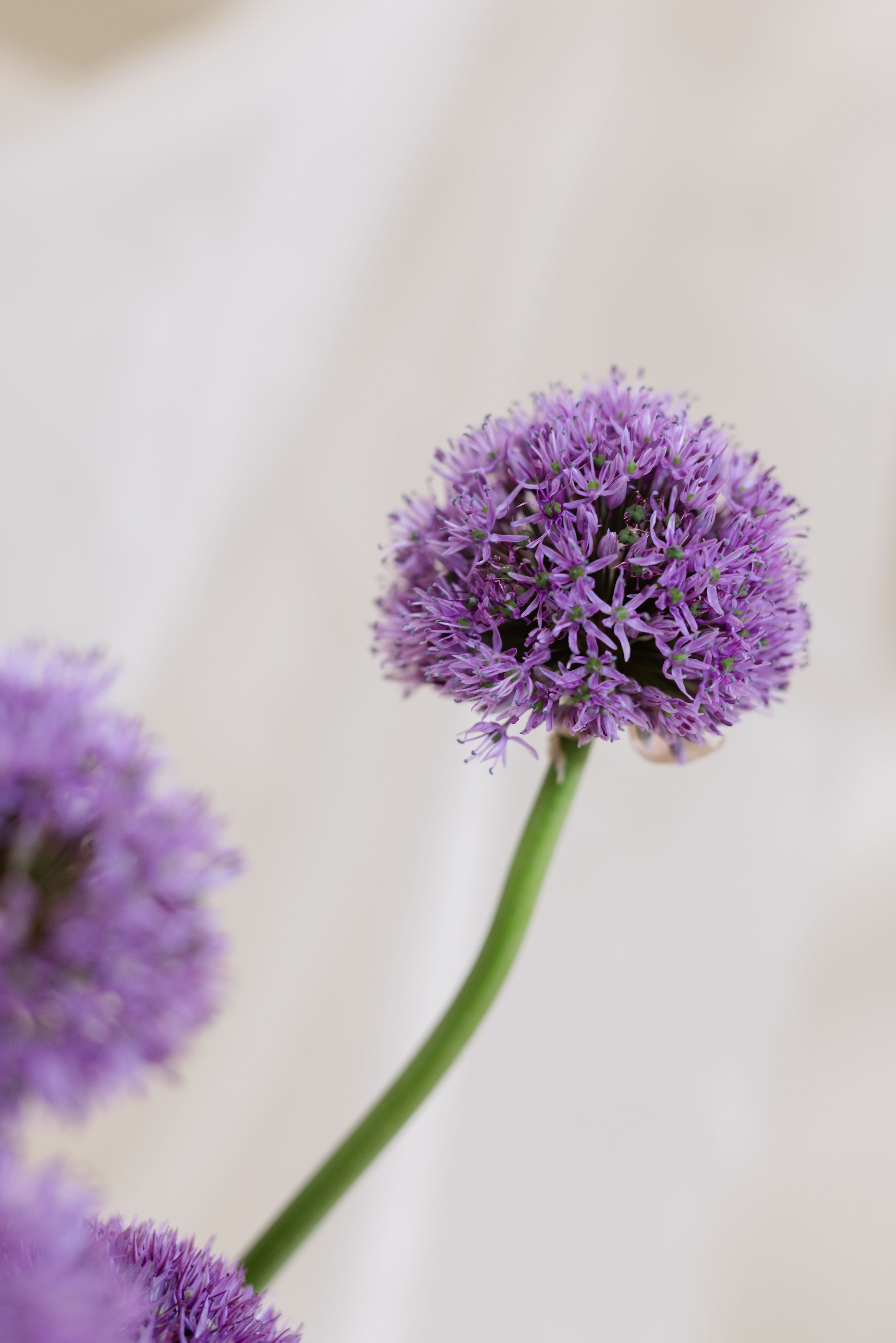 Gifting with Purple Floral Arrangement in a Vase 1
