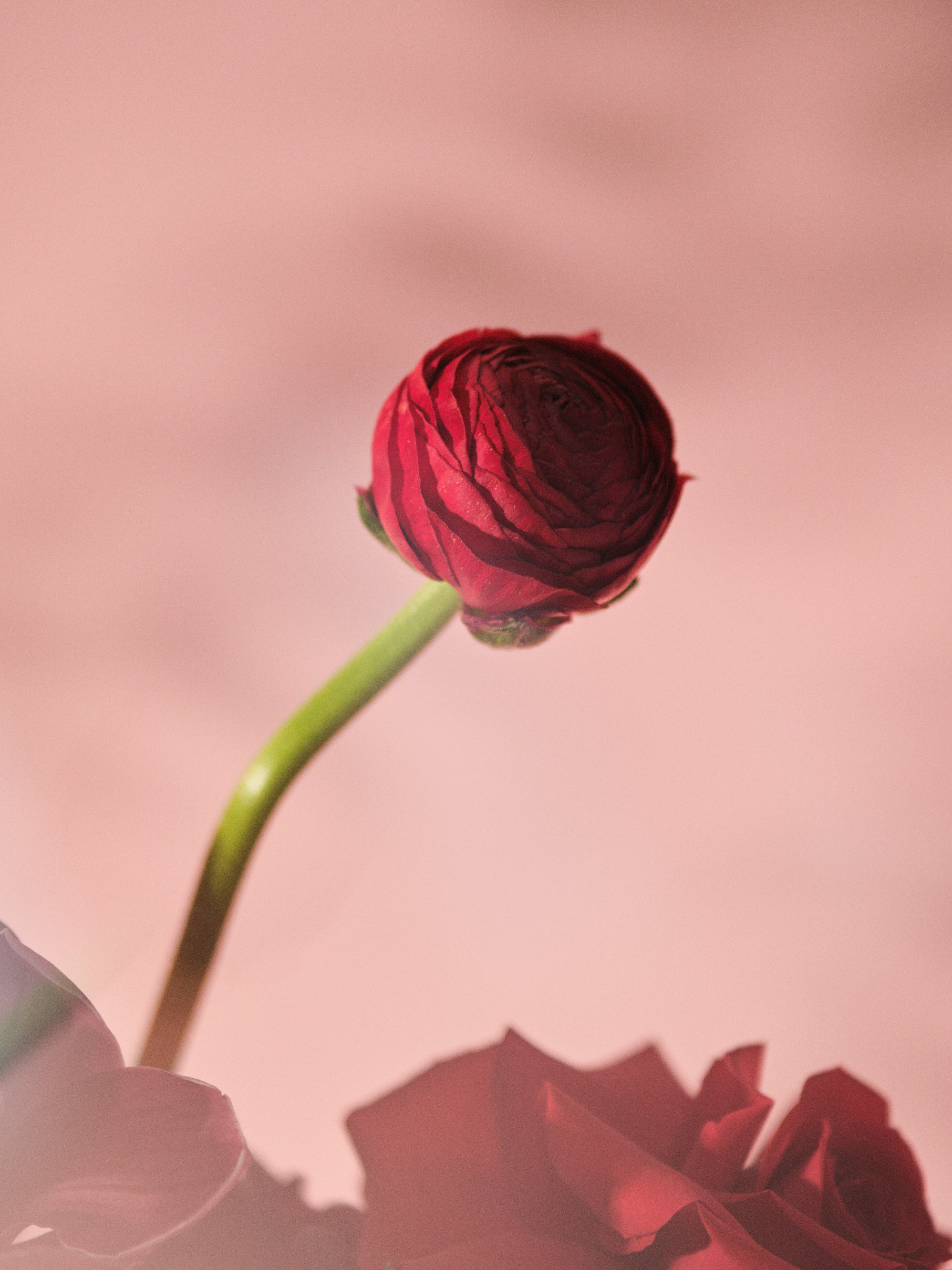 Rubra Vase Arrangement 02