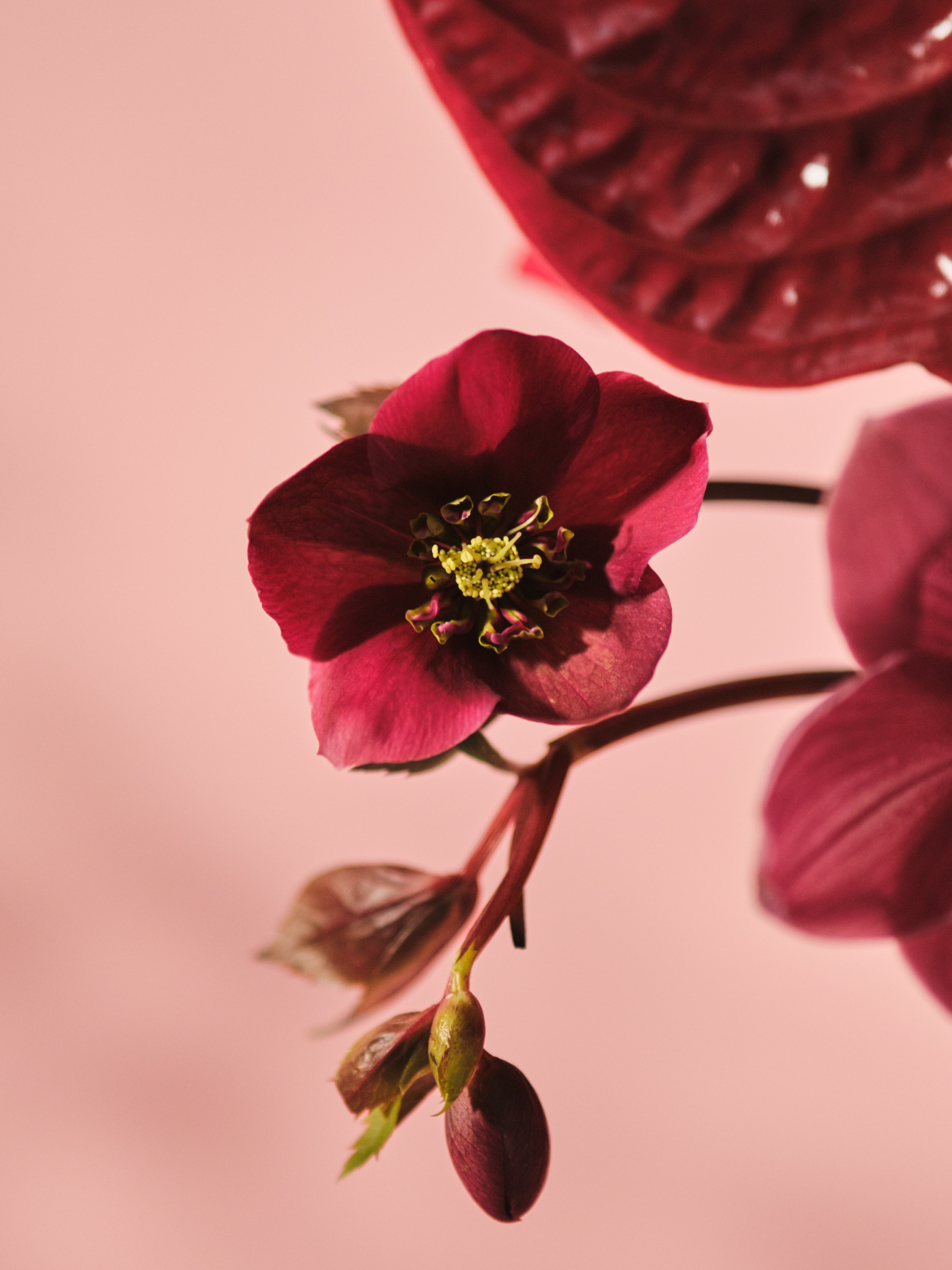 Rubra Vase Arrangement 01