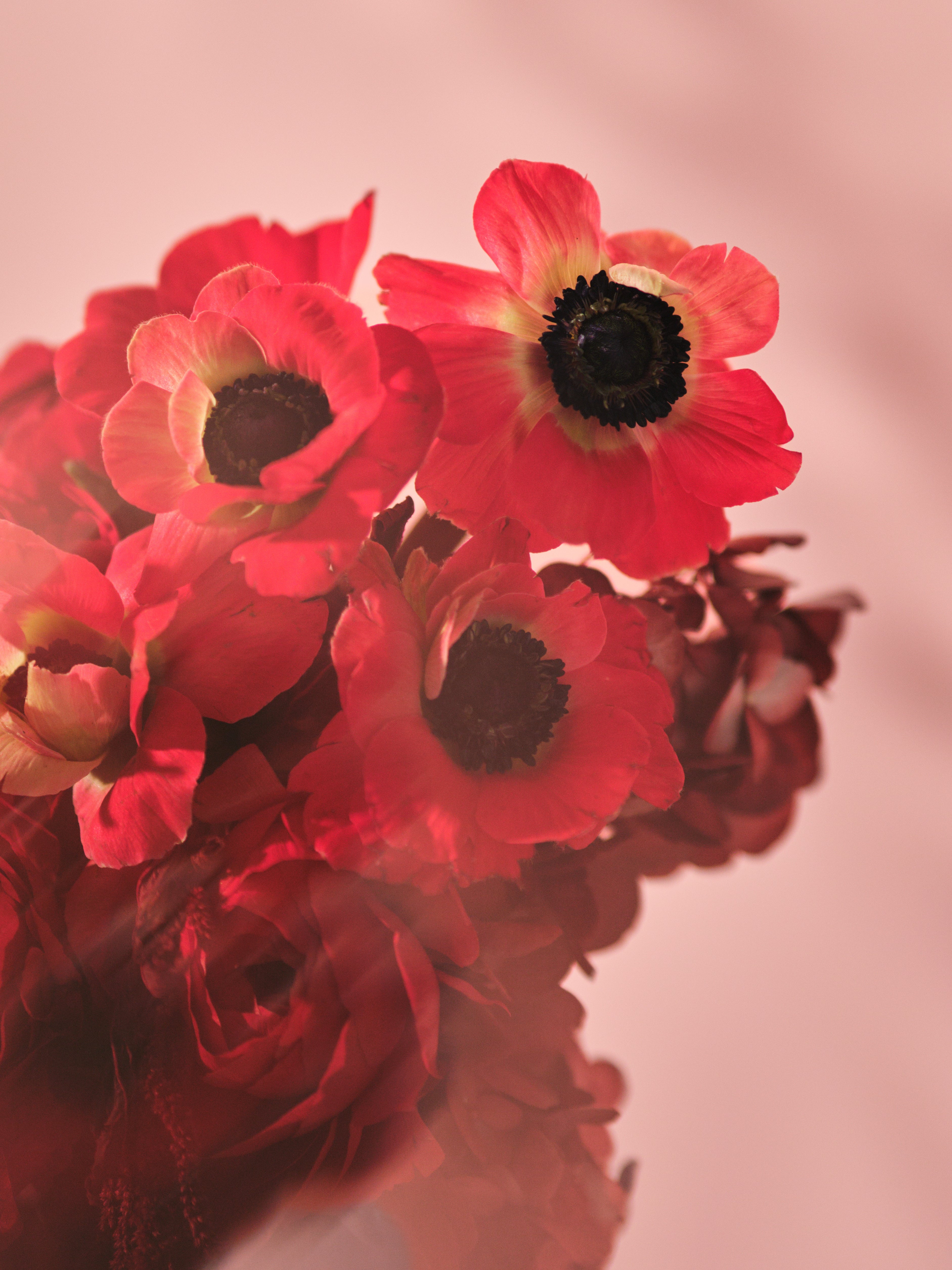 Rubra Centrepiece 01