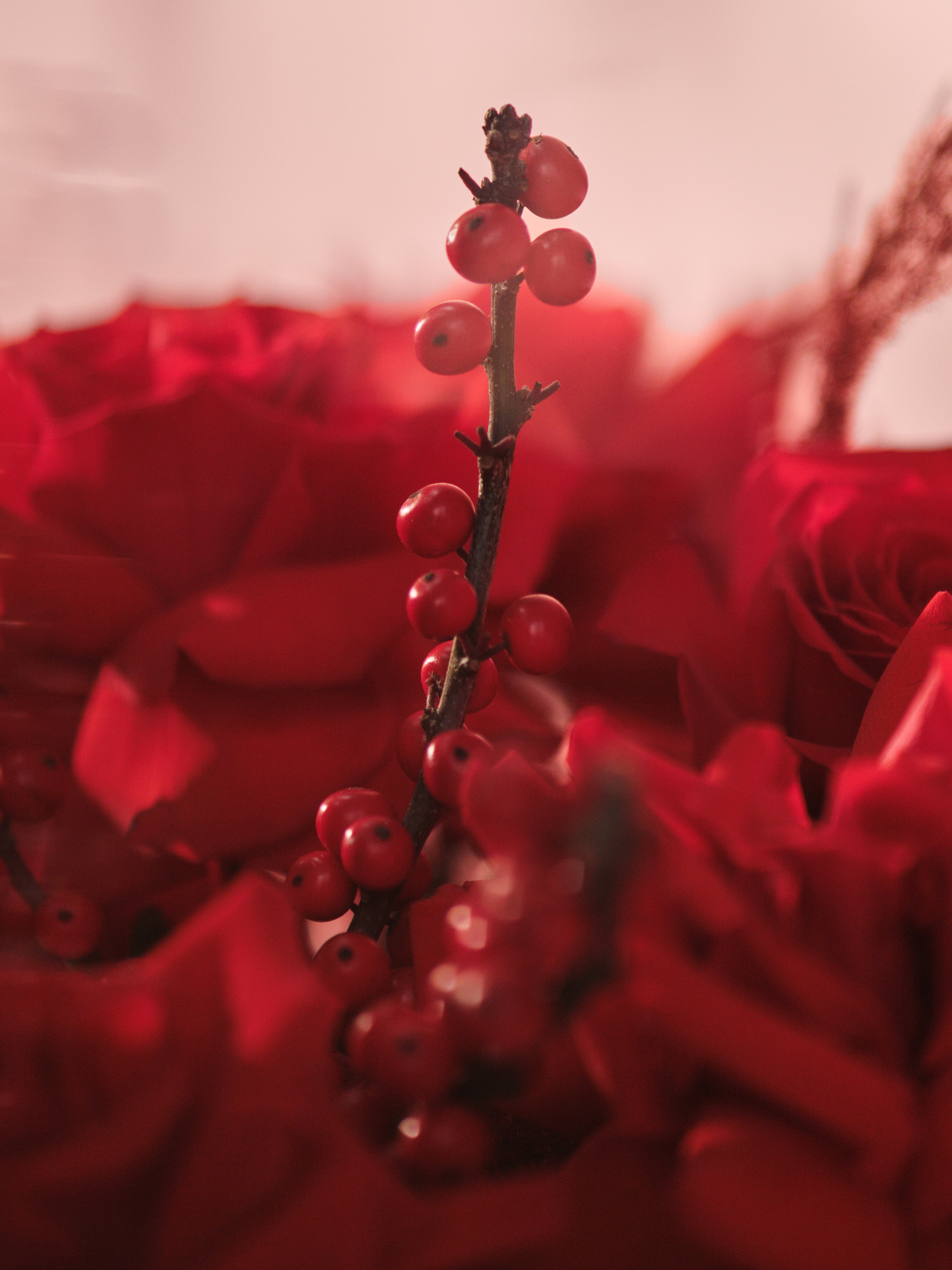 Rubra Bouquet 02