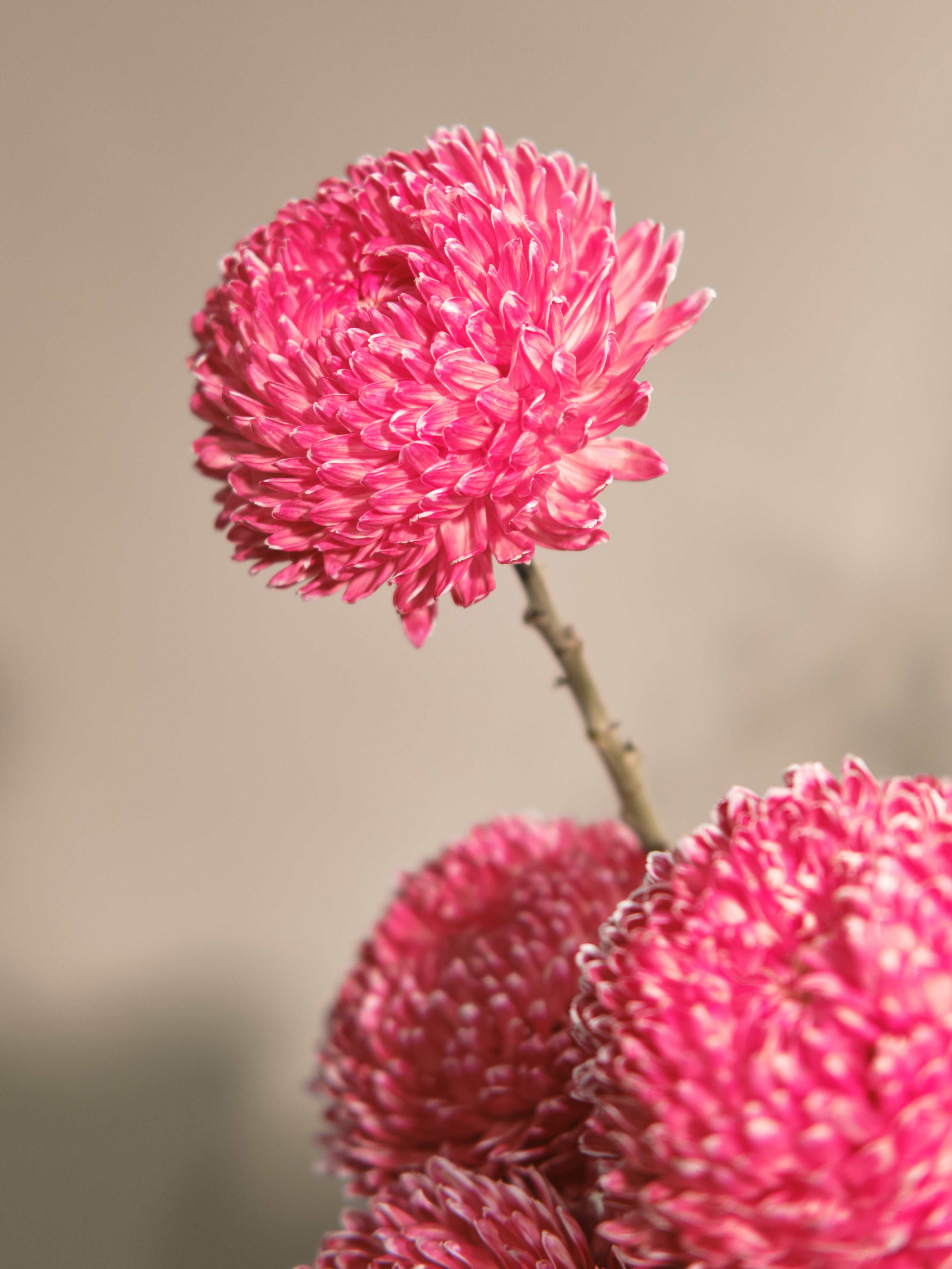 Vase 04 Winter Blooms