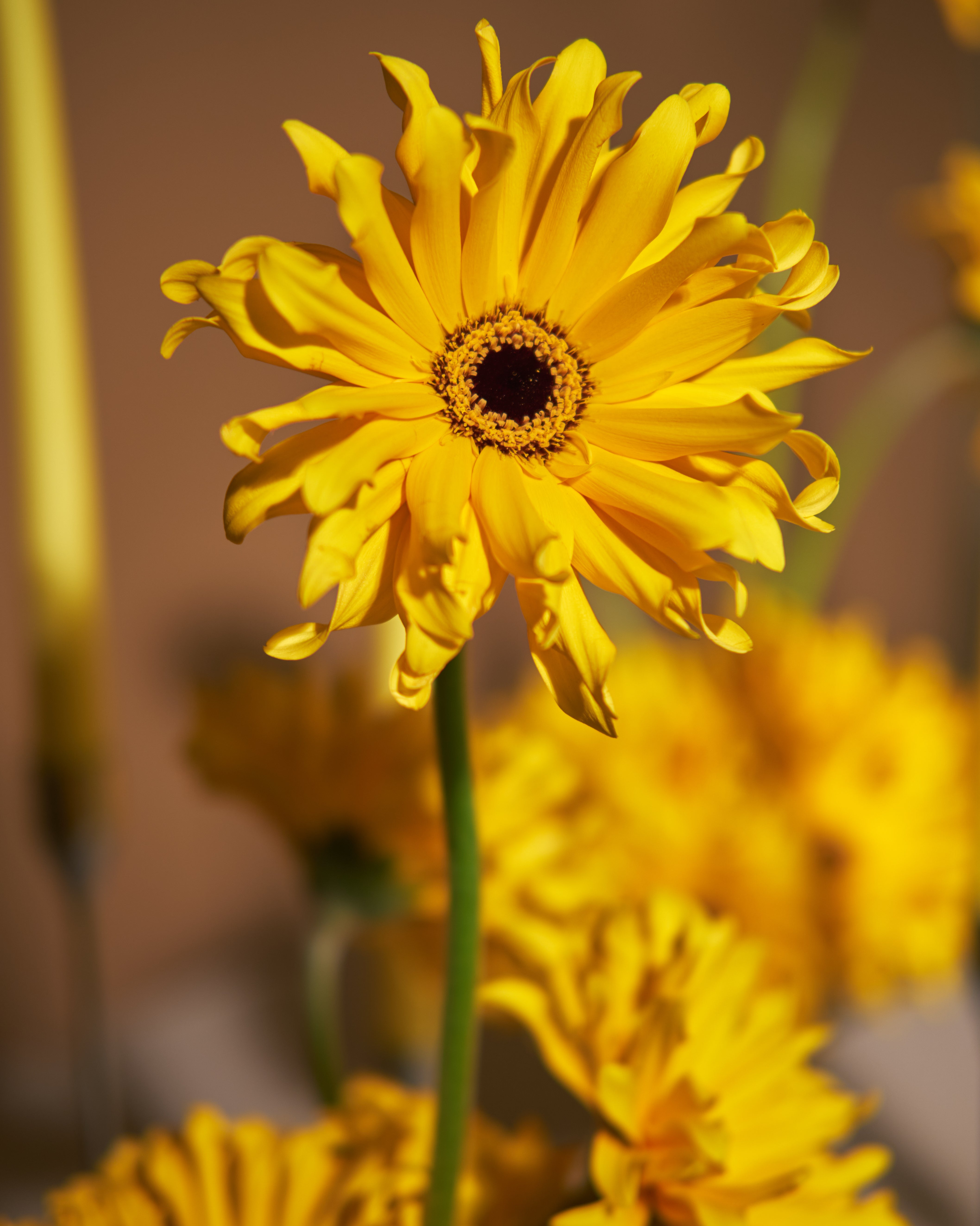 Daylight Gerbera Floral Centrepieces