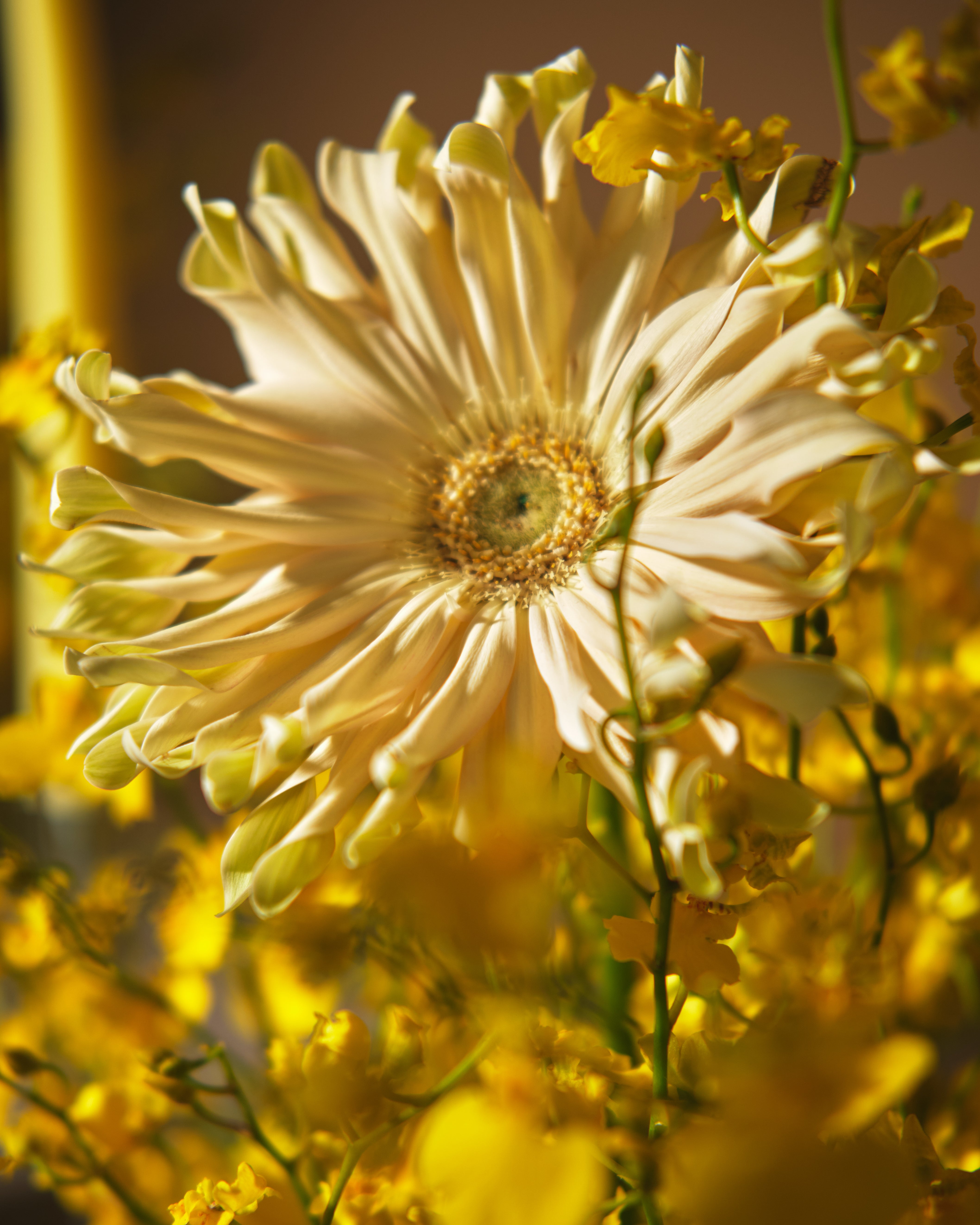 Daylight Oncidium Floral Centrepieces