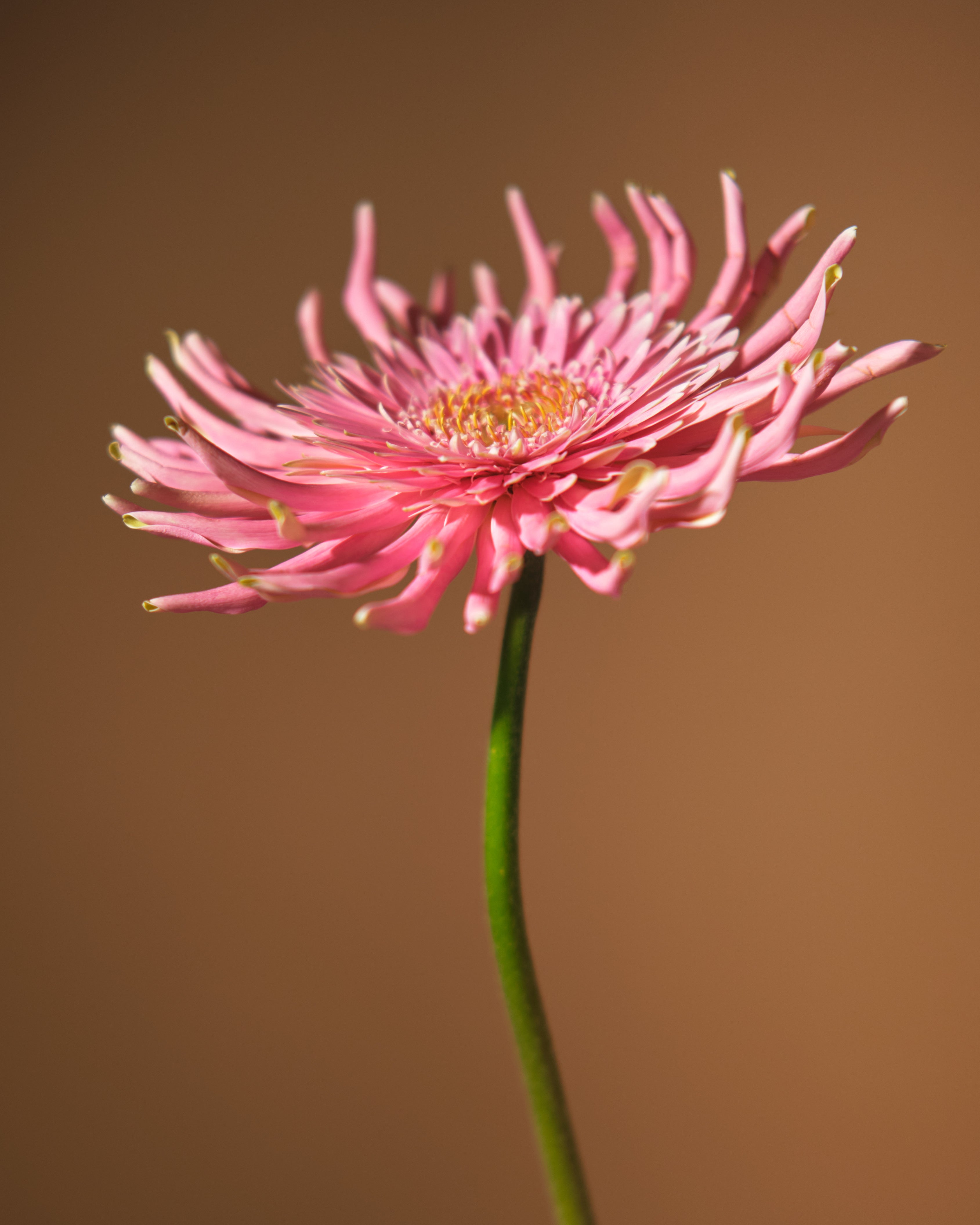 Moonglow Gerbera Floral Centrepieces