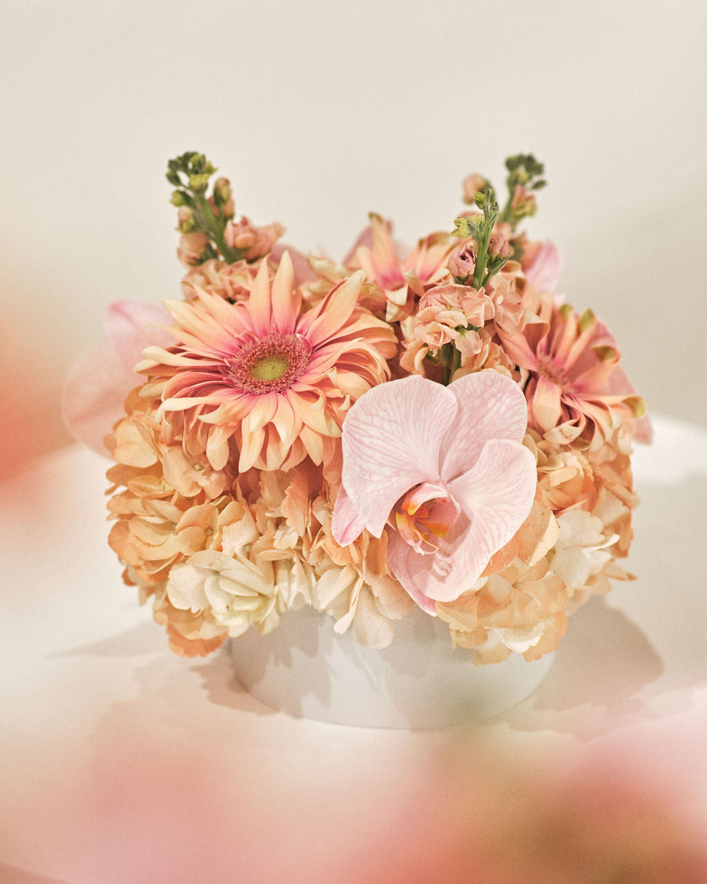 Peach Blooms