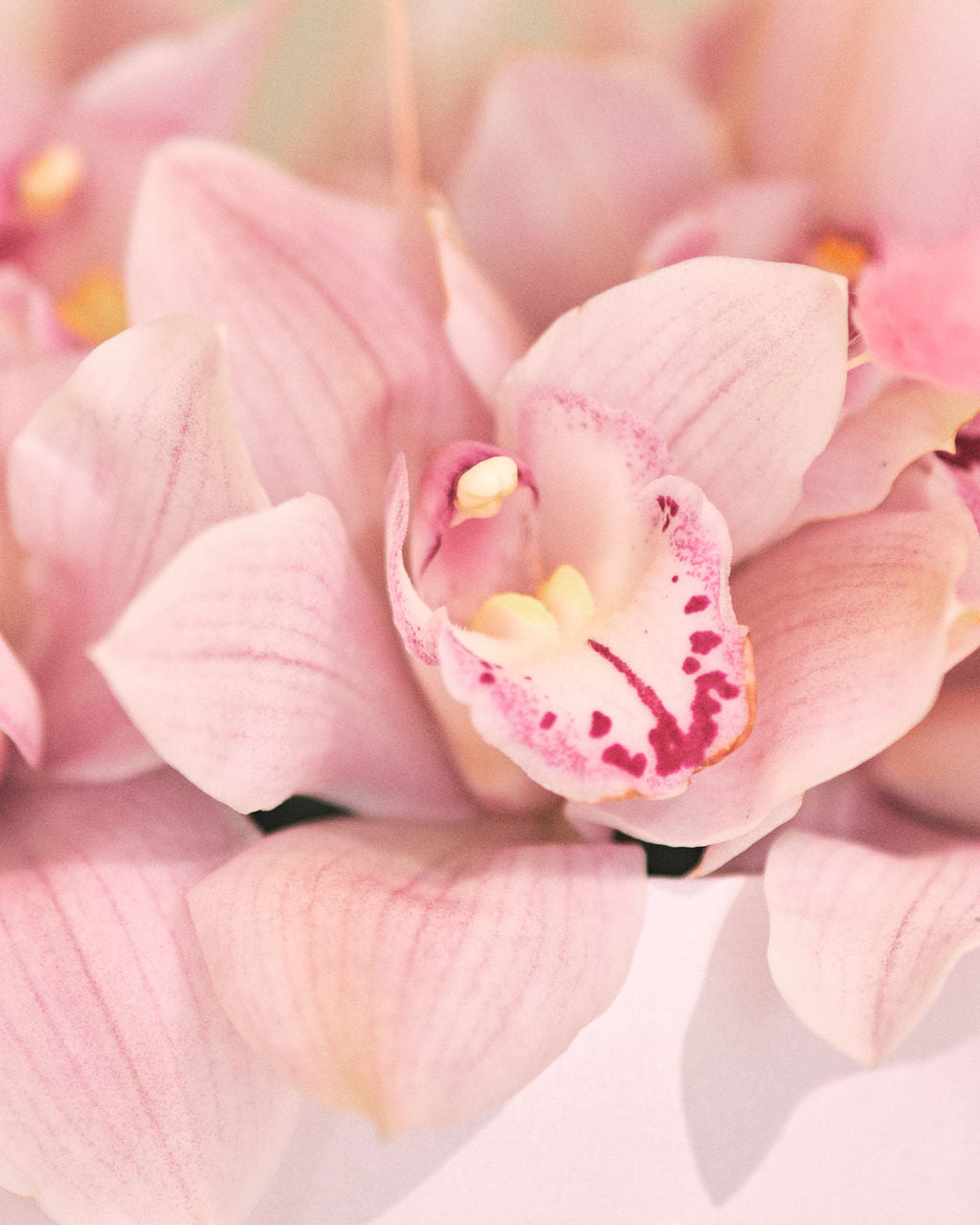 Blush Petals