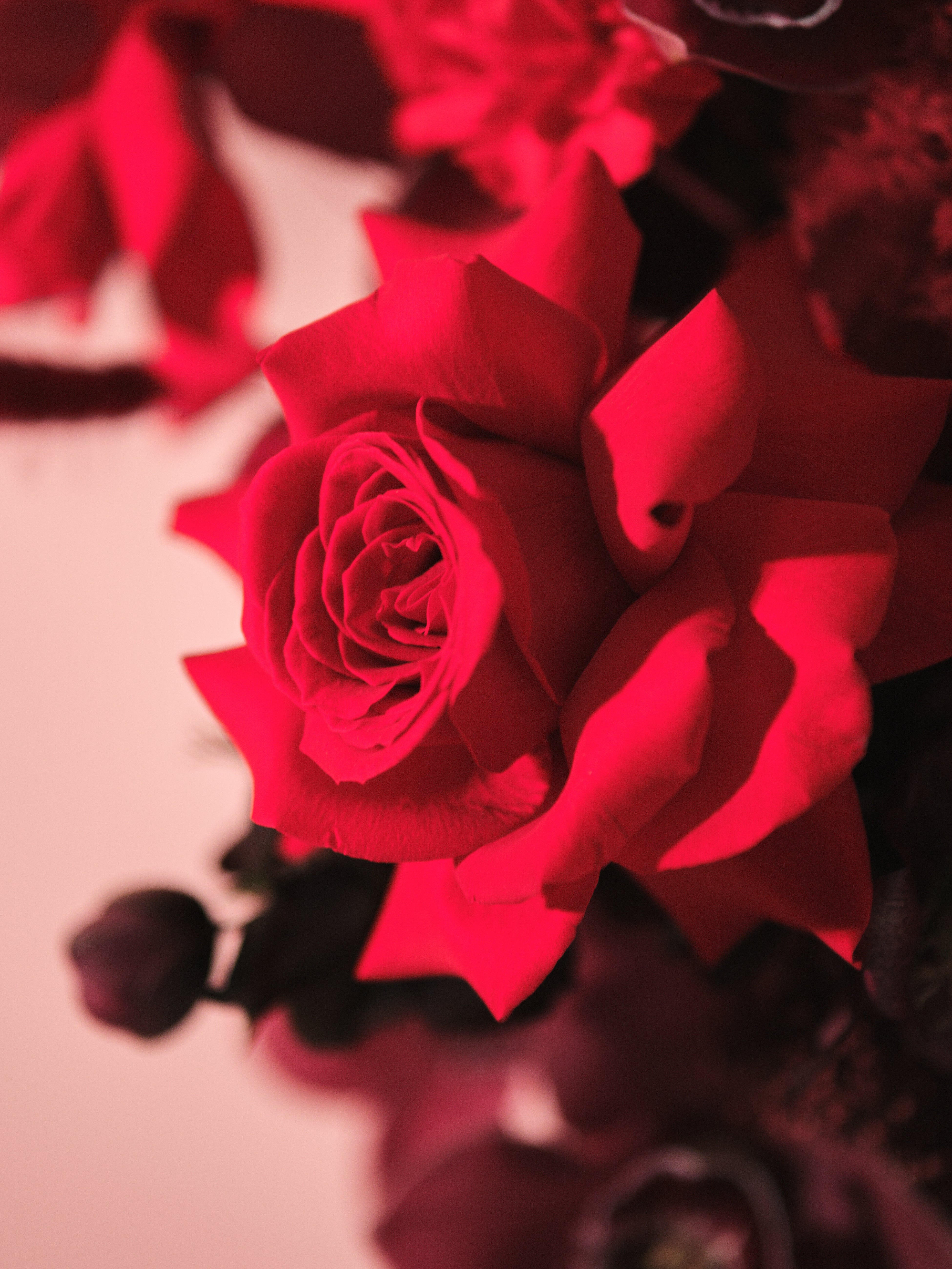 Rubra Vase Arrangement 02