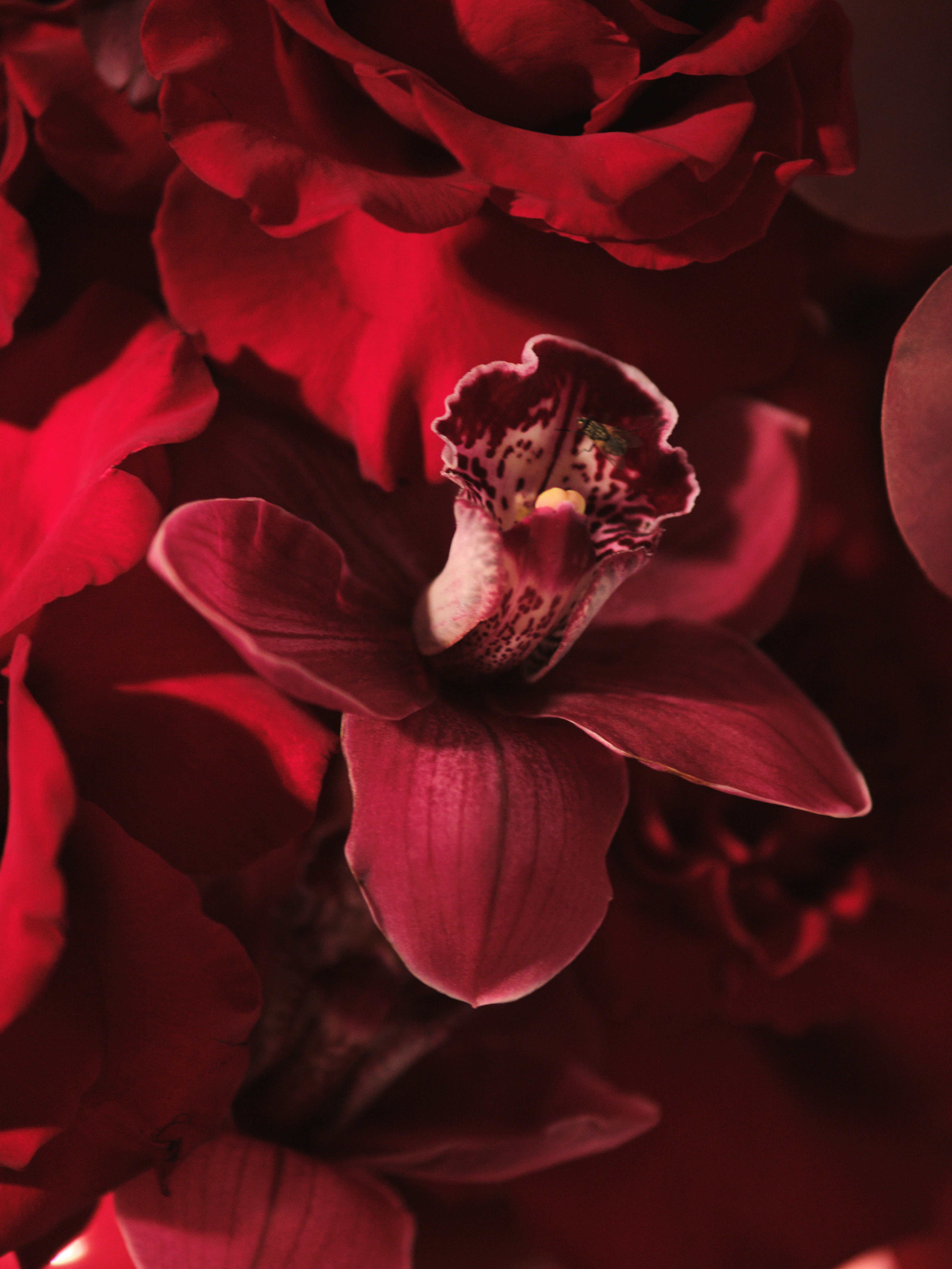 Rubra Vase Arrangement 01