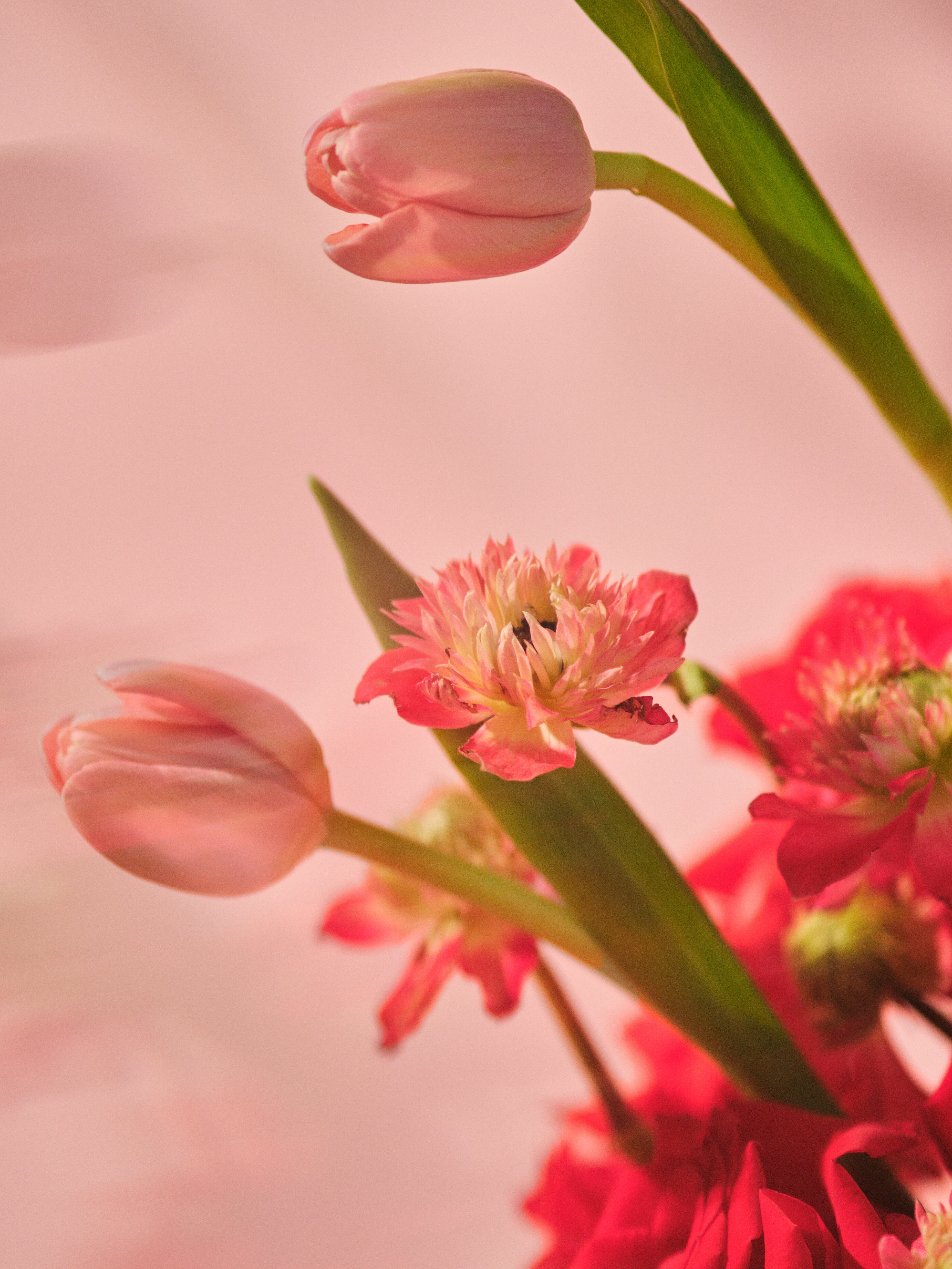 Rubra Centrepiece 02