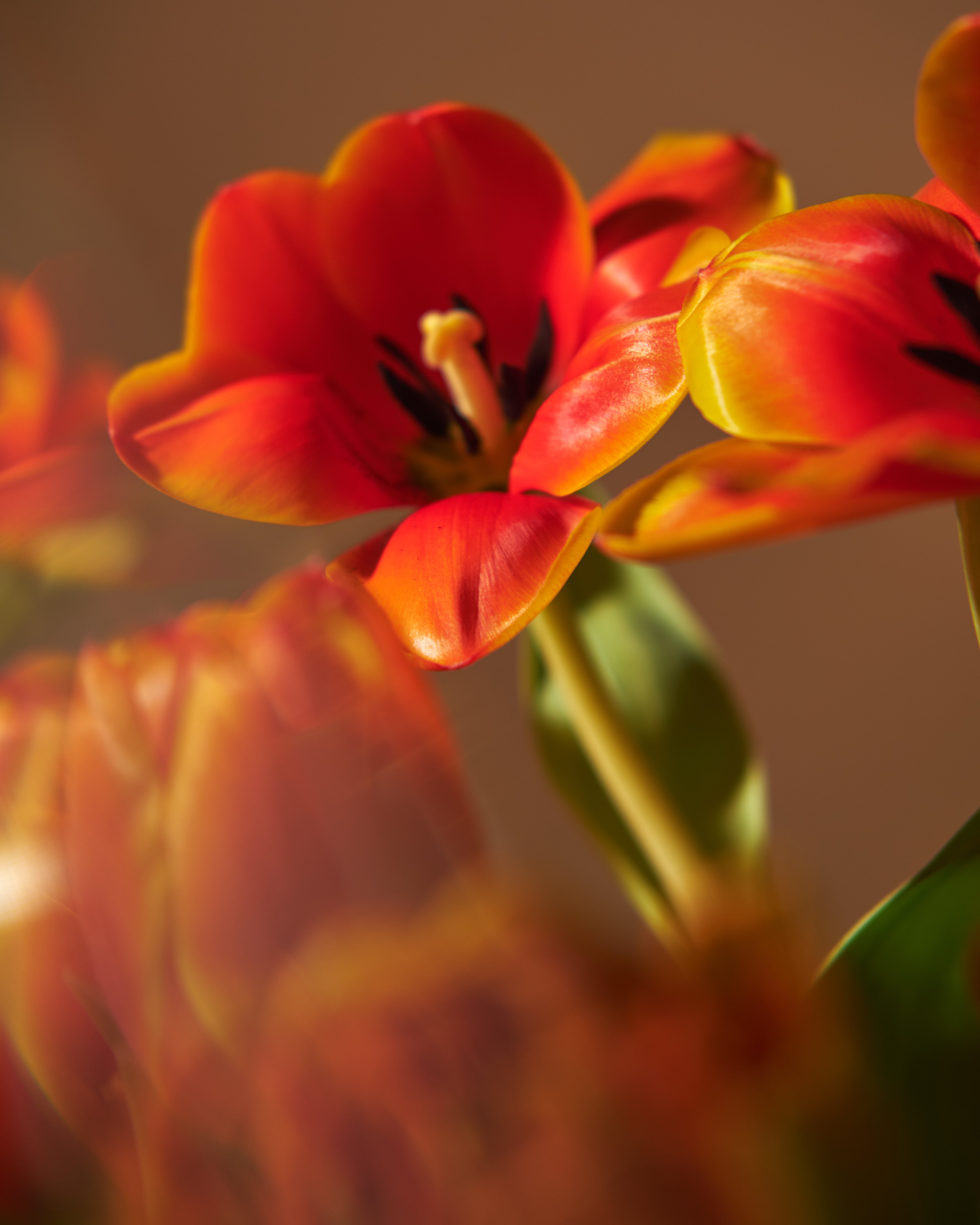 Sunset Tulips Floral Centrepieces