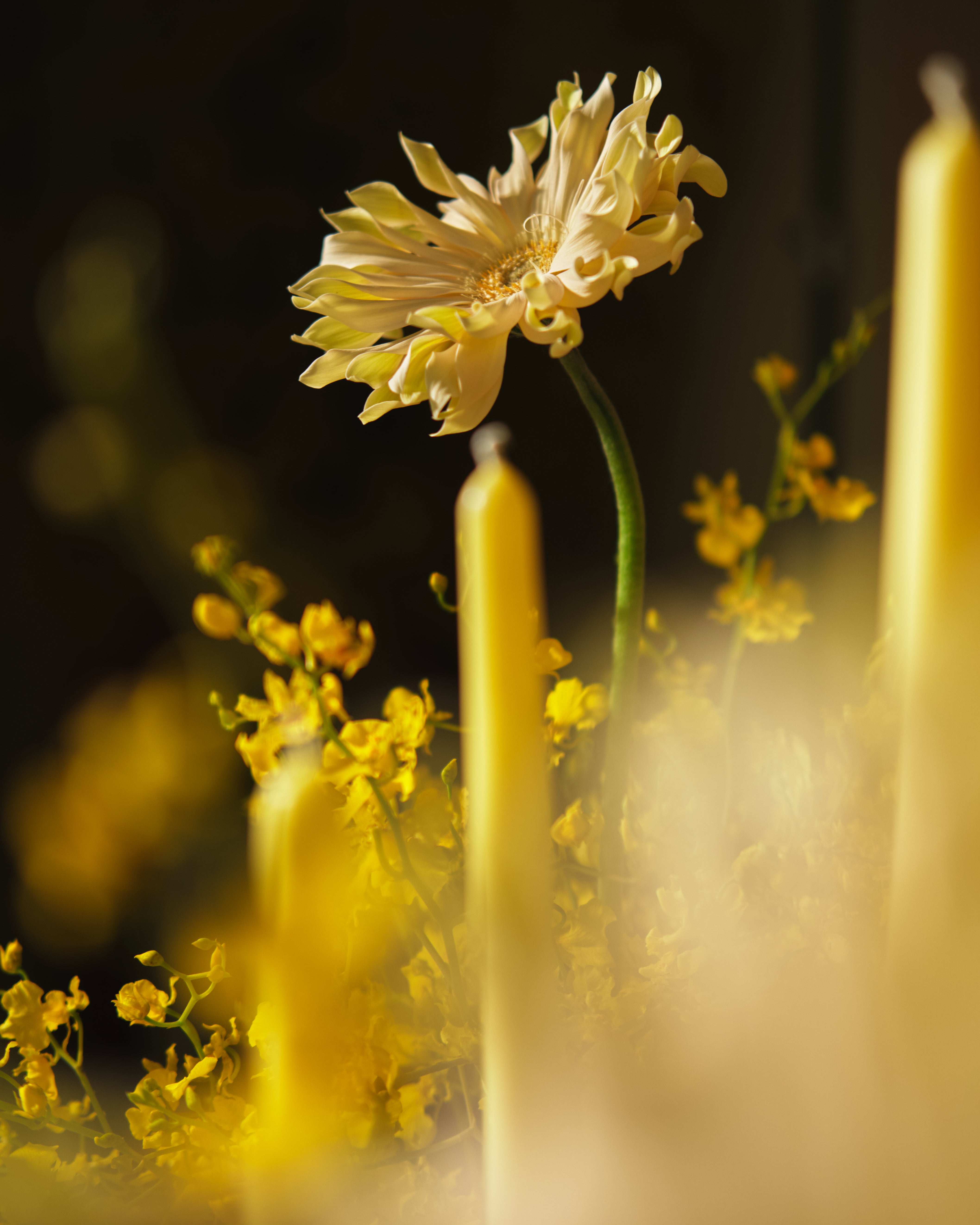 Daylight Oncidium Floral Centrepieces